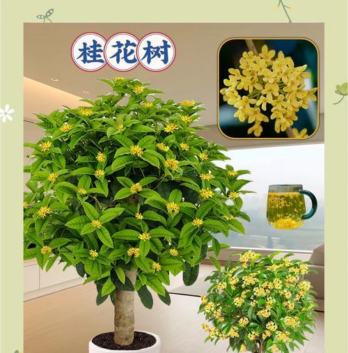 如何解决桂花盆栽掉叶子问题（怎么办？掉叶子原因分析和对策）
