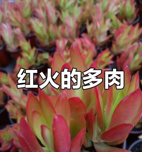 以多肉火炬怎么样繁殖（掌握多肉火炬繁殖技巧，享受多肉植物的魅力）