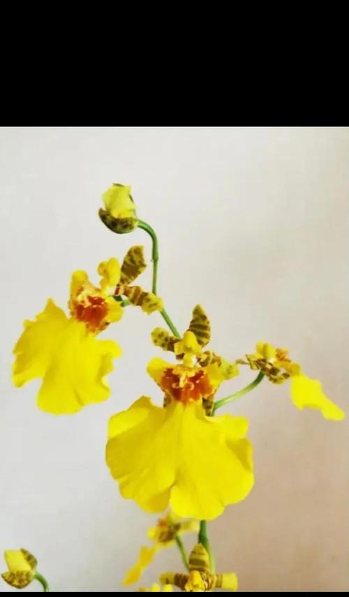 在跳舞兰上订花攻略（轻松享受优质花束，从跳舞兰开始）