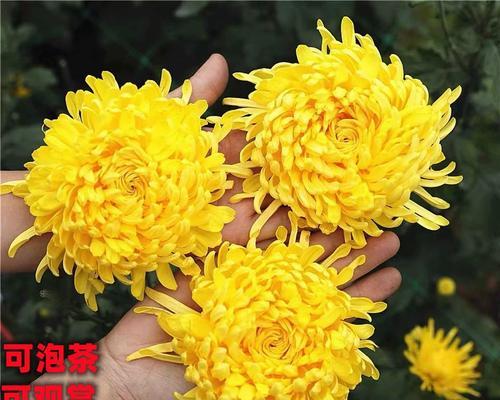 金丝皇菊的种植与适应环境（探讨金丝皇菊适合种植的场所及栽培技巧）