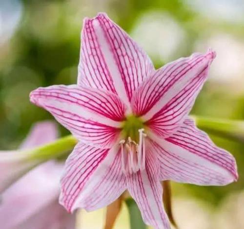 赞美朱顶红花的美丽与药用价值（朱顶红花）