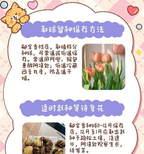 探秘郁金香花期的美丽与魅力（郁金香花期后，花海散尽而余美）