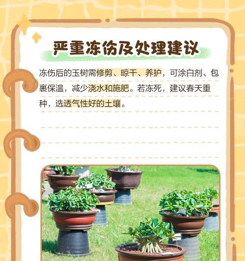 小孩不小心吃了玉树叶子发软，如何应对？（紧急处理方法和预防措施，让孩子健康成长）