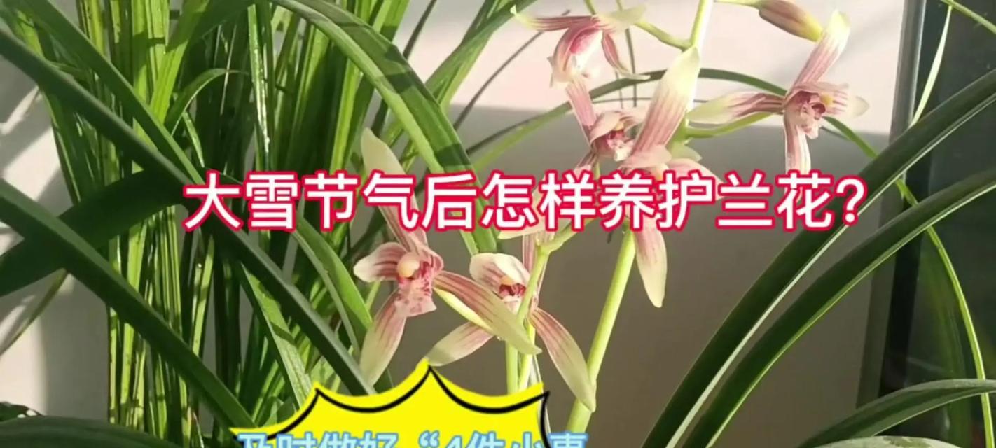 冬天如何养护兰花，让其出新芽？（兰花冬季护理指南，轻松让兰花焕发新生命）