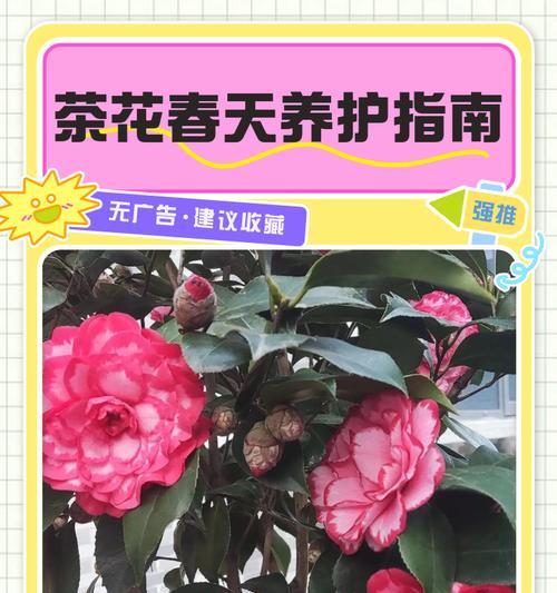 茶花的养护秘籍（了解茶花的光照需求和避免晒伤的技巧）