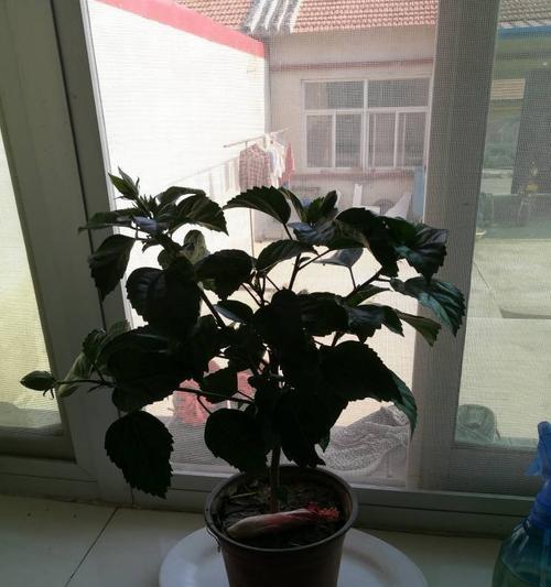 木槿叶子后面为什么会发粘？（解析木槿叶子后面发粘的原因及影响）