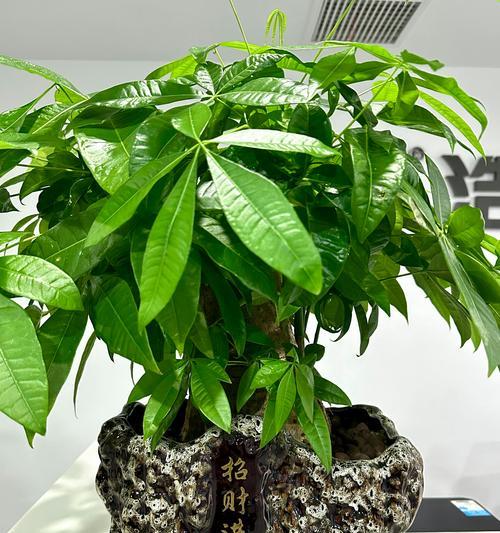 揭秘招财树病情（预防和治疗招财树病，打造健康的绿色环境）