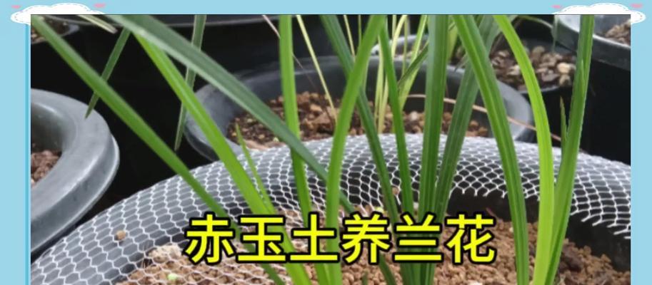 探讨兰花土在多肉种植中的应用（以兰花土为基础，打造优质多肉种植土）