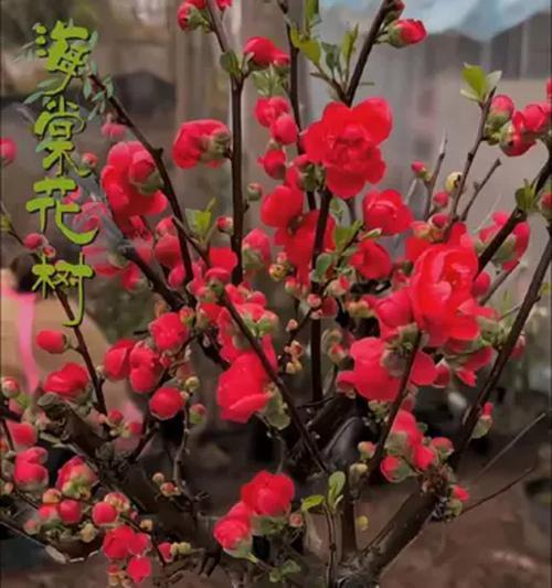 四季海棠养殖方法大揭秘（打造美丽花园的关键，从四季海棠开始）