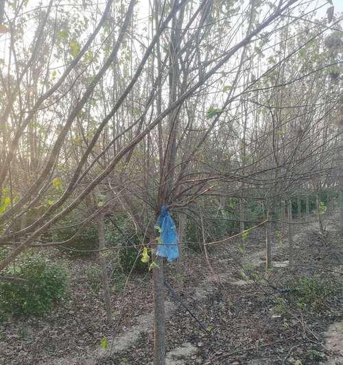如何正确修剪以暴马丁香（打造美丽庭院的秘诀）