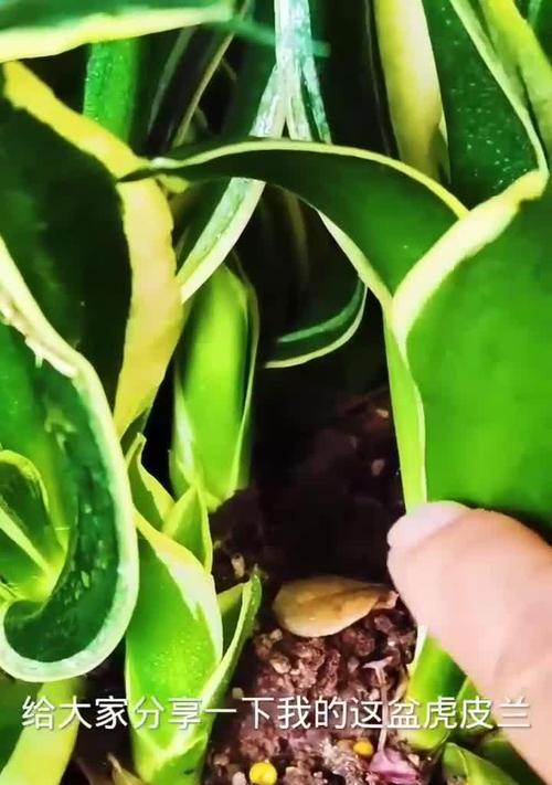 如何养护虎皮兰，打造叶子粗壮的绿植天堂