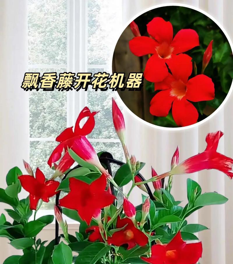 花草藤的绘画艺术（用色彩与线条描绘大自然的魅力）