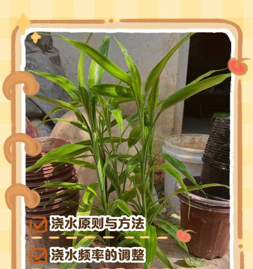 以莲花竹用土怎么培养？（打造美丽花园的必备技巧）
