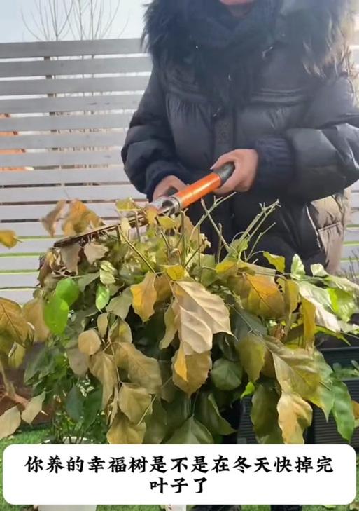 冬天幸福树枯了，如何重拾幸福？（寻找幸福的新途径，让生活重新绽放）