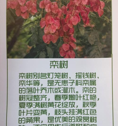 如何正确养护盆栽摇钱树（打造幸运财富角落，摇钱树养护秘籍大揭秘！）