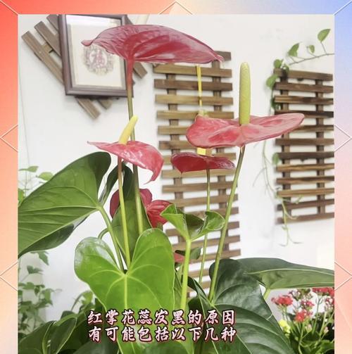 红掌被晒变黄怎么办？（恢复红掌颜色的有效方法和护理技巧）
