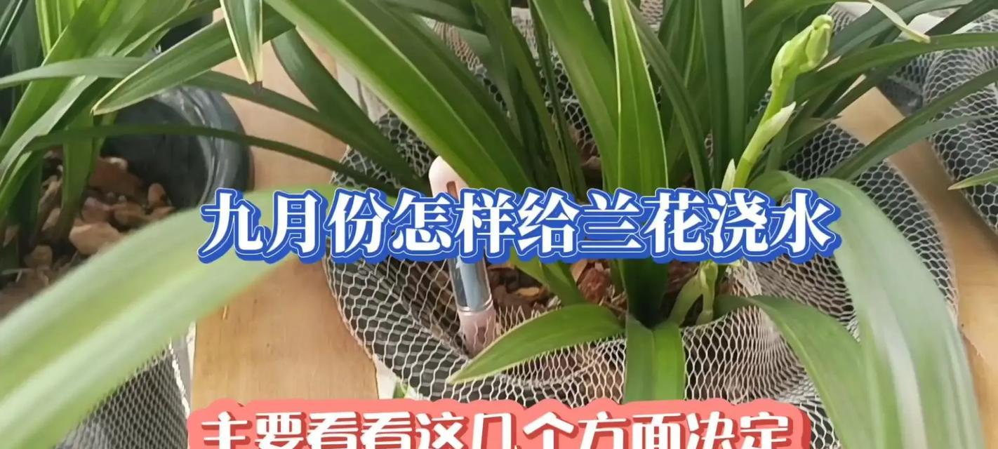 兰草如何科学浇水？（掌握浇水技巧，让兰草茁壮成长）