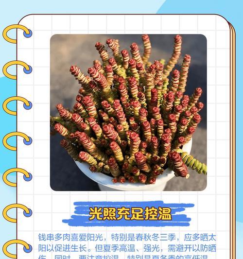 用钱串多肉植物繁殖的方法与技巧（以钱串多肉，轻松繁殖新植物）