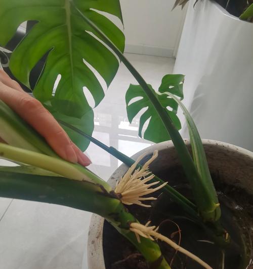 龟背竹换盆后要不要浇水？（浇水的时间和频率）