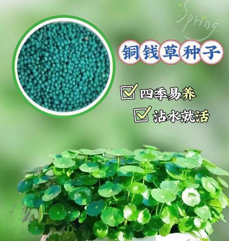 培育大叶片的铜钱草（如何通过科学养护让铜钱草叶片更加茂盛）