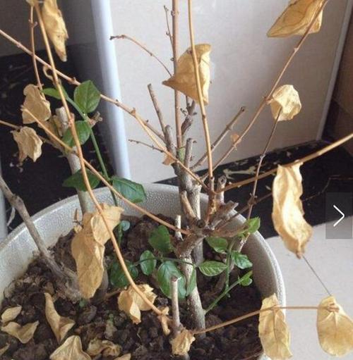 怎样正确浇水来挽救枯死的盆栽？（有效的浇水方法及关键注意事项）