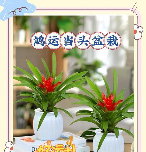 培养盆景鸿运当头的养护要点