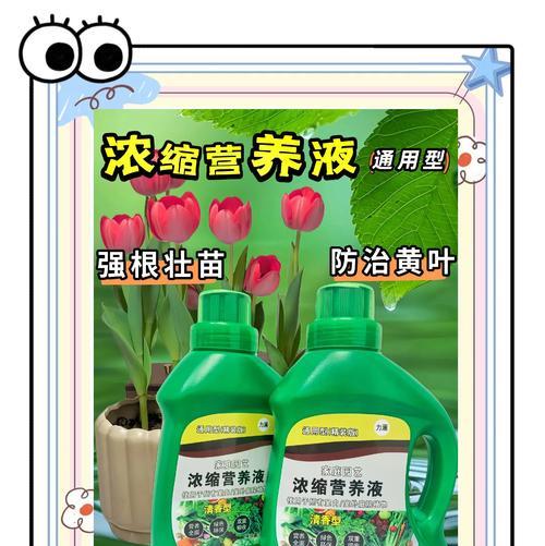 绿箩的营养液使用指南（掌握绿箩养护的关键，健康长寿不是梦）