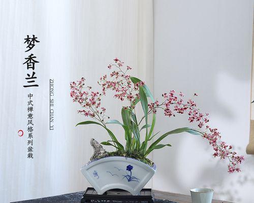 跳舞兰花盆栽的养护指南（打造美丽花园的关键—跳舞兰的养护技巧）