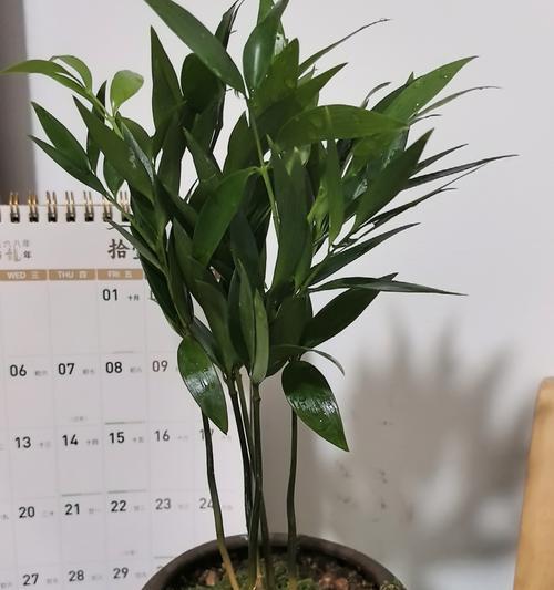 驱蚊草水培养殖方法详解（以驱蚊草水培怎么养为主题的全面指南）