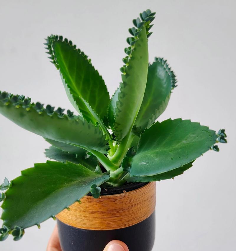 落地生根的种植和养护方法（打造一片青翠的绿色空间）