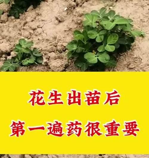 花生出苗时间与播种技巧（花生的出苗时间，为什么会受到影响？如何提高出苗率？）