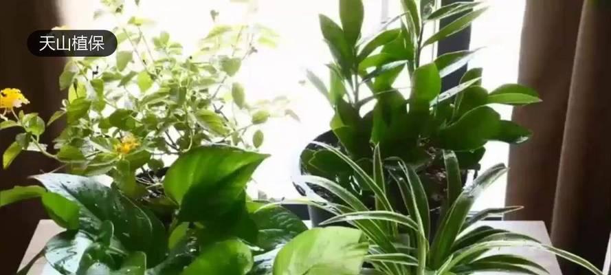 室内盆栽的养殖技巧（打造舒适生活环境，从家中盆栽开始）