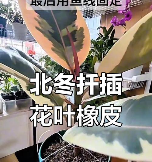 橡皮树叶的扦插繁殖技巧（掌握关键步骤，轻松培育新植株）