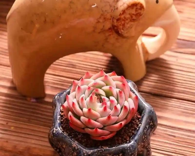 以吉娃娃多肉怎么养殖方法为主题（打造健康繁茂的吉娃娃多肉花园）