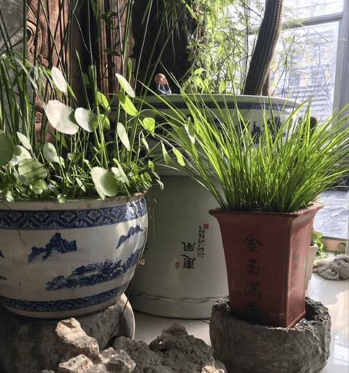 北方夏季菖蒲的养护技巧（打造迷人花海，关键在于细致呵护）