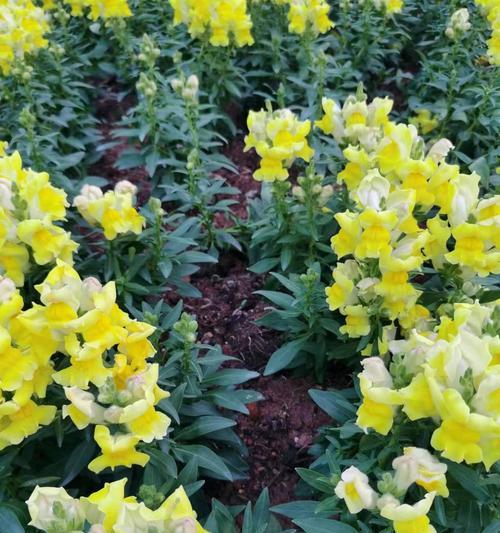 夏季养护金鱼草的技巧（打造清新夏日花园金鱼草要这样养）