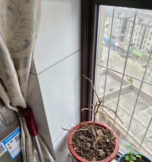 应对倒盆的三角梅掉花的方法（让你的三角梅不再频繁掉花）