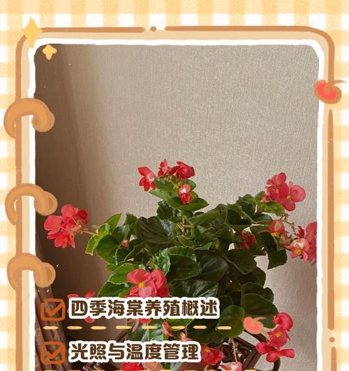 四季海棠长虫子如何处理（防虫小妙招，让四季海棠更健康）