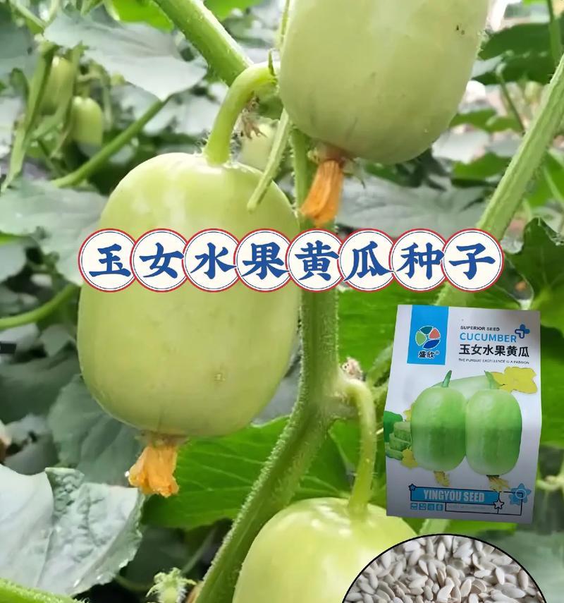 解密黄瓜种子，真相惊人！（黄瓜种子有毒吗？）