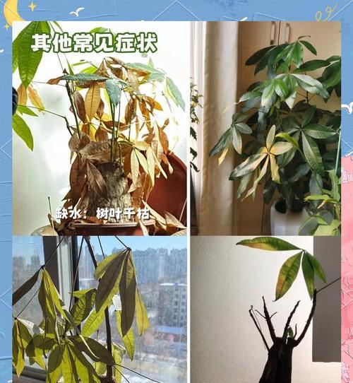 如何治疗发财树茎杆萎缩？（掌握关键方法，让发财树重现繁茂生机）