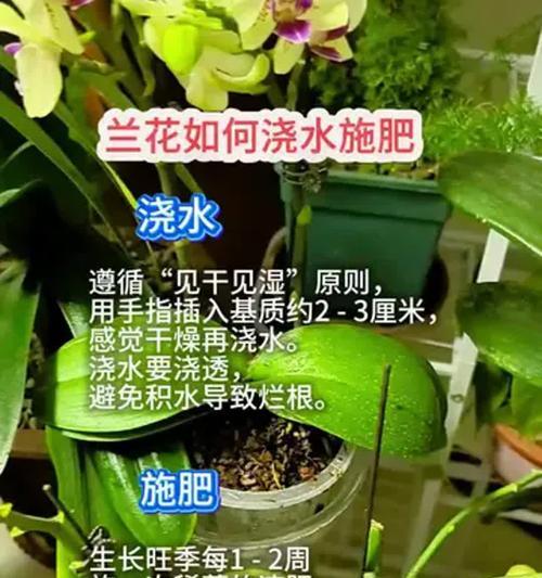 兰花冬季的施肥浇水技巧（保证兰花健康生长的关键方法）