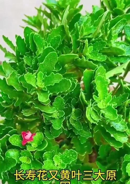 长寿花小苗叶子黄了怎么办？（教你如何挽救受损长寿花小苗）