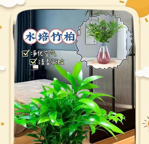 插水竹养护指南（打造清新室内环境）