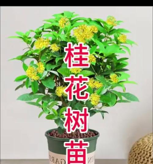 桂花如何种植才能开花？（掌握关键方法，享受浓郁花香。）