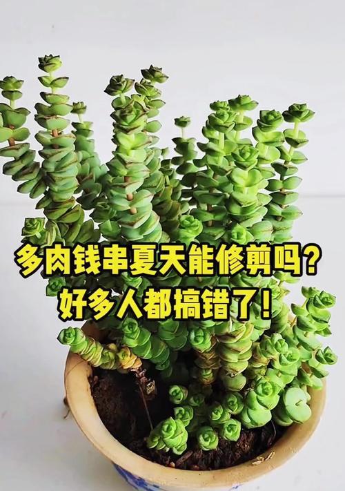 夏季浇水养花之以钱串7一8月（聪明花党）