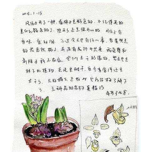 花盆中的风信子（用画笔捕捉春天的味道）
