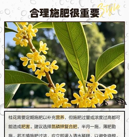 多种多样的桂花用途及制作方法（探索桂花的无限魅力——香气、食材和药材）