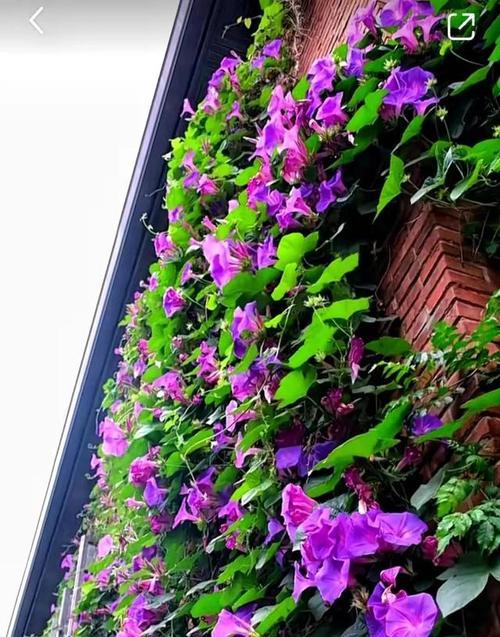 牵牛花的毒性及室内养护注意事项（了解牵牛花毒性，放心养护家中绿色植物）