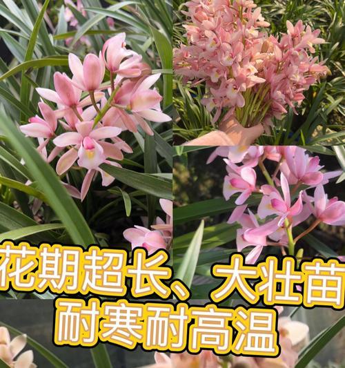 北方秋天兰花养护全攻略（北方秋天兰花养护技巧与注意事项）