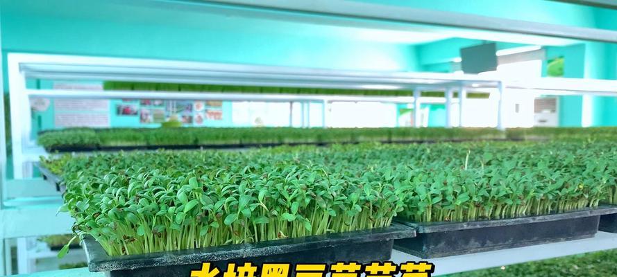 黑豆的发芽过程（从种子到豆芽的生长，解析黑豆发芽的奥秘）